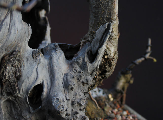 Crab Apple Bonsai Carving and Styling